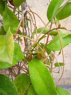 Hoya dimorpha (velká) - 4