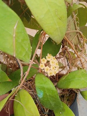 Hoya bhutanica - 4