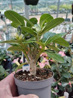 Adenium multiflora 'Pink Star' - 4