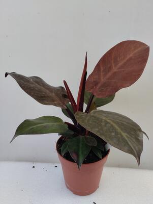 Philodendron 'Red Sun' - 4