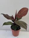 Philodendron 'Red Sun' - 4/4