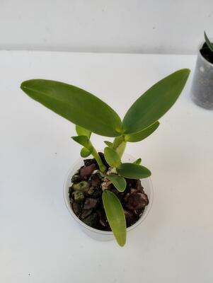 Cattleya guatemalense v. alba - 4