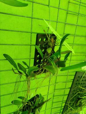 Bulbophyllum purpurascens - 4