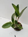 Cattleya Yuan Dung Sweet 'Dragon Fruit' - 4/4