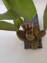 Bulbophyllum frostii x B. phalaenopsis - 5/5