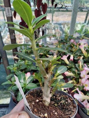 Adenium multiflora 'Pink Star' - 5