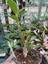 Adenium multiflora 'Pink Star' - 5/5