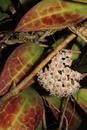 Hoya acuta 'Red Leaf'